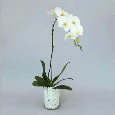 White Orchid Beauty, Graceful Vase Ensemble, Phalaenopsis Orchid Plant, Realistic Faux Orchid, Home Decor
